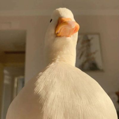 视觉设计