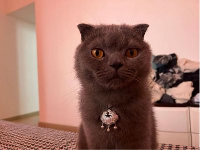 用户
