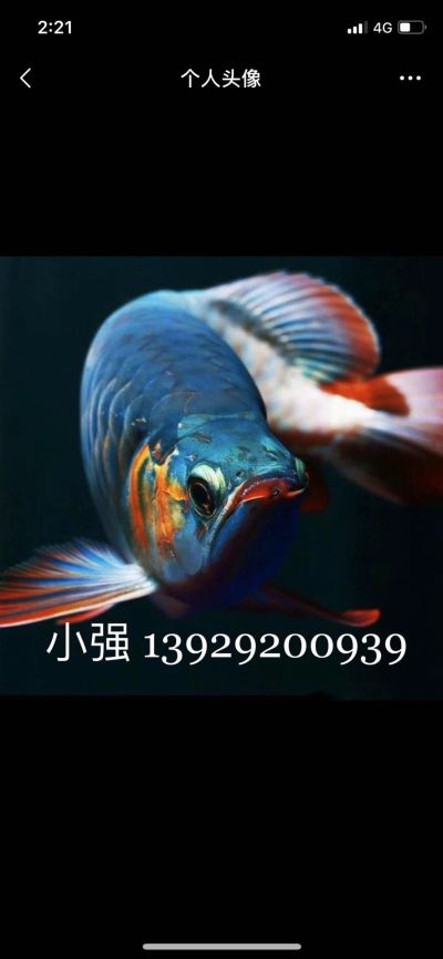 鱼缸园林鱼池