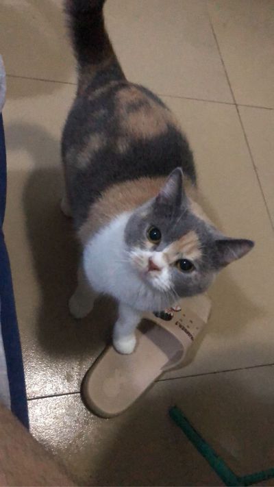 安装