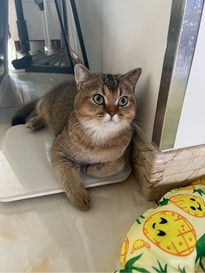 安装