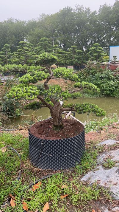 庭院设计
