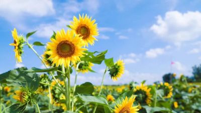 安装水电工程维修义齿机器义齿机器设备