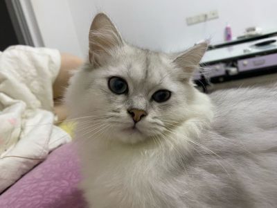 集成吊顶厨卫吊顶