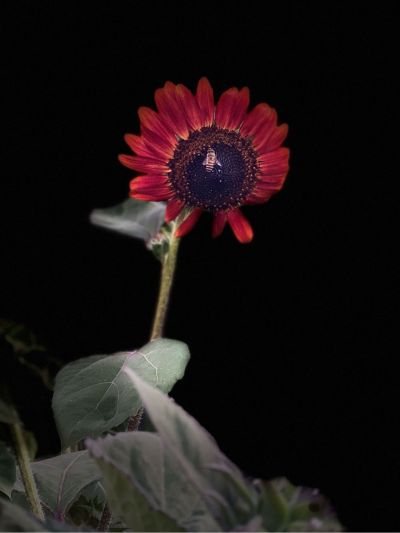 索菲亚衣柜