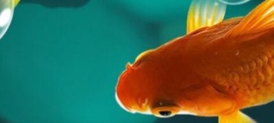 水电安装，开关插座安装灯具安装卫浴安装