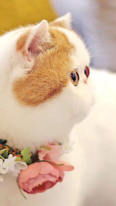 财务