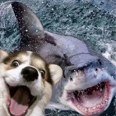 安装