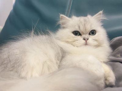 安装入墙式猫爬架。