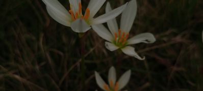 专业家政保洁   半年以上经验   年龄24