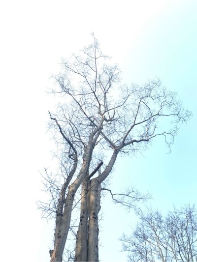 王师傅
