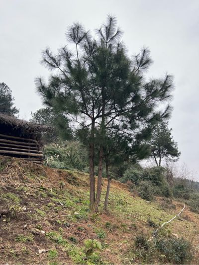 厨房灶上开孔