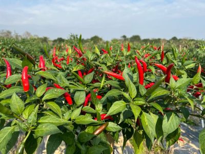 自动化安装调试机器人