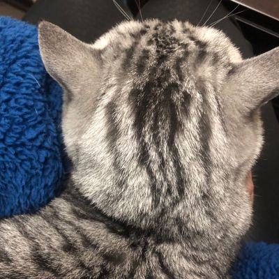 安装猫笼