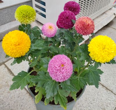 辅小学生功课搬运接送孩子买生活用品