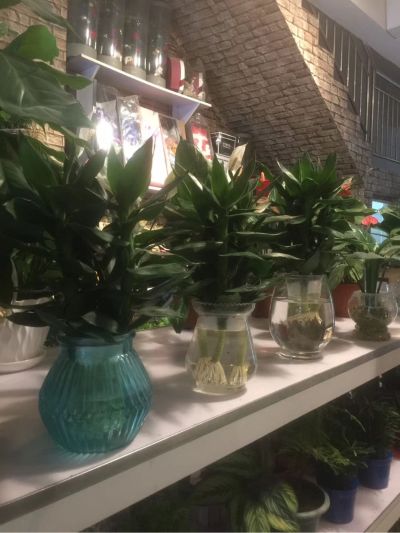 花卉