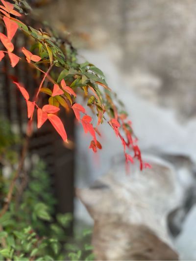 设计师维修