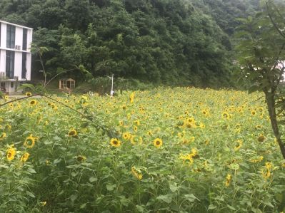 弱电