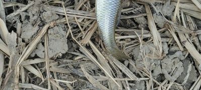 司机代驾搬家换轮胎小活