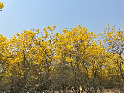 博洛尼