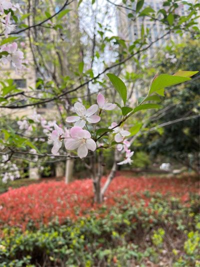 侧吸式油烟机 拆机清洗 需要蒸汽洗