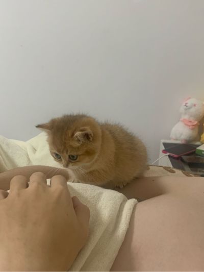 带电锯安装带电钻打墙