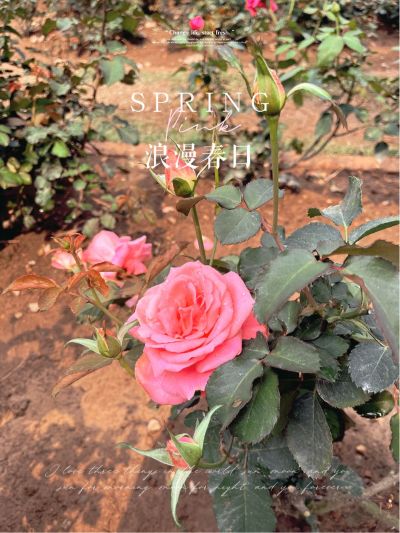 需要拆旧，安装新灯，无吊顶