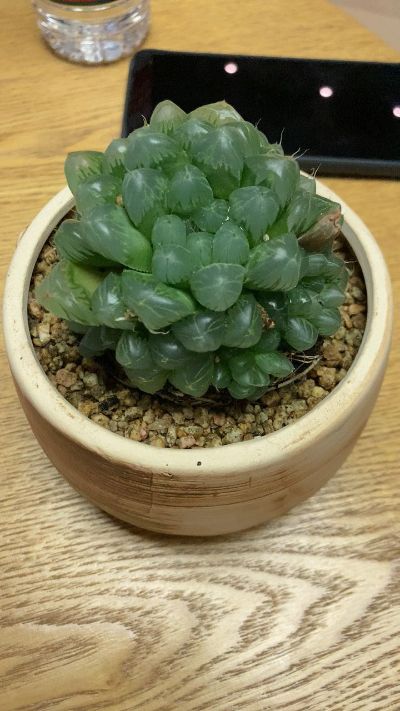 宠物保洁跑腿