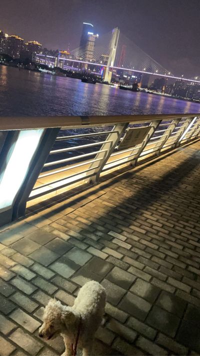 汽车手机