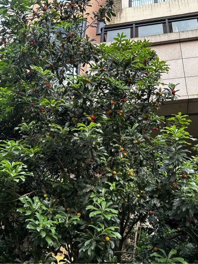 更换两个吸顶灯 一个餐桌吊灯