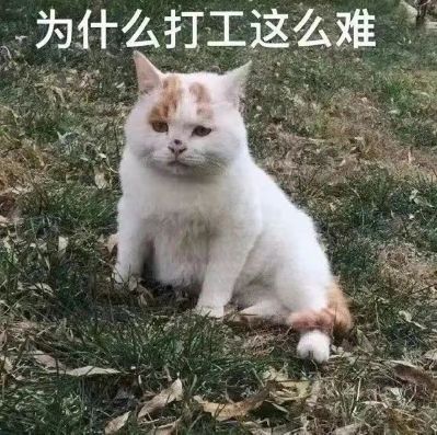 11月2号左右进厂要一名大工带工具