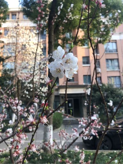 园林绿化