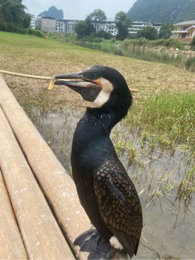 钢结构安装钢结构安装