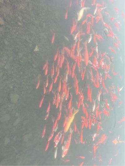 电脑监控