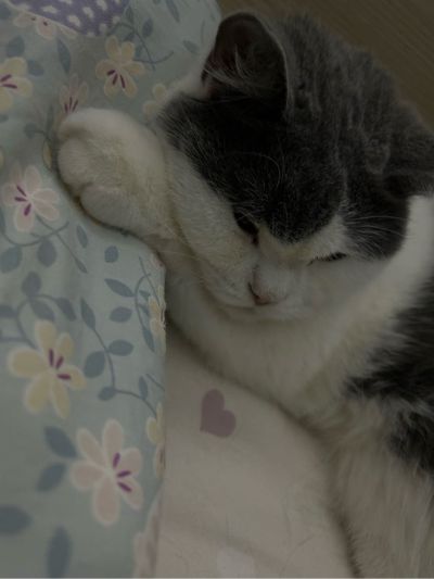 提拉帘