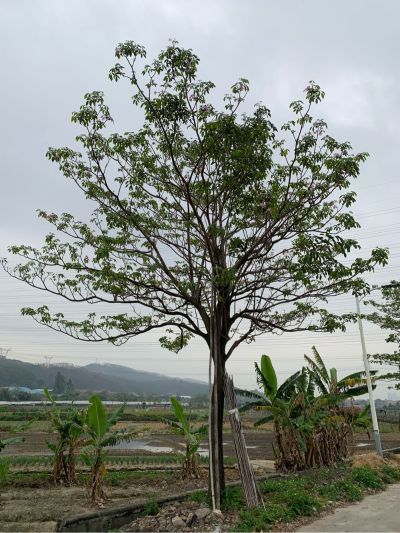 绿化园林绿化