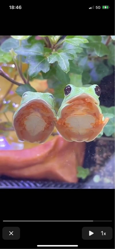 临时