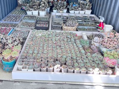 木花架长两米宽八十，铁花架长两米宽六十。简单拆卸，能上楼梯就好，搬到三楼装好。