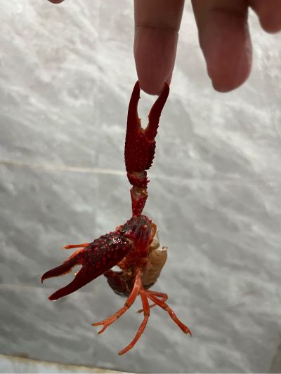 打工