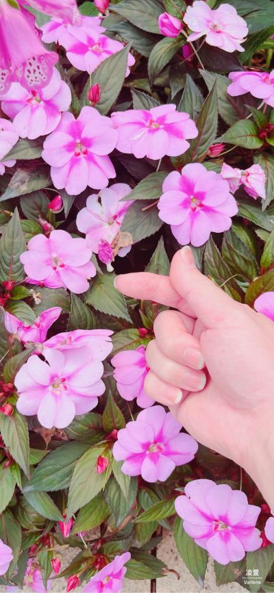 油烟机大家电