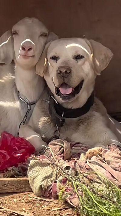 水电工汽车贴膜家具安装