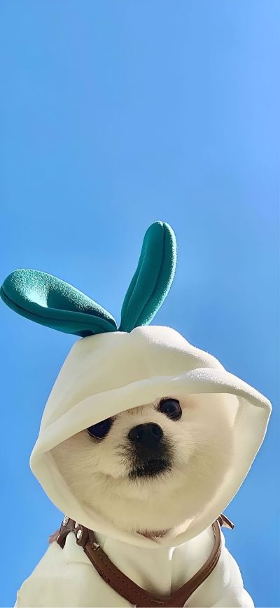 绿米