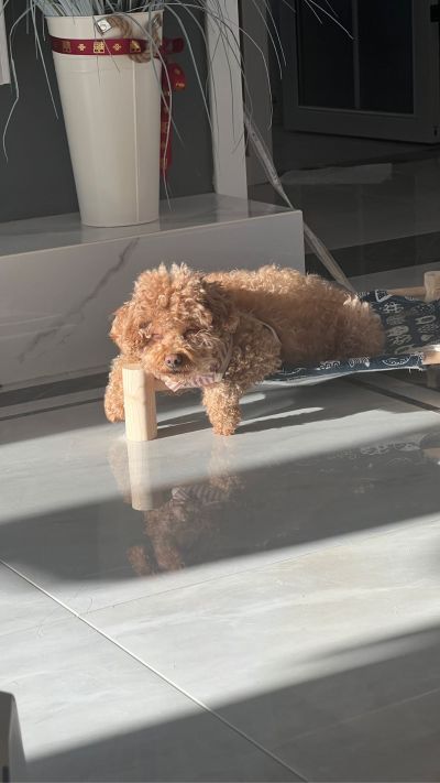 九阳自动上水豆浆机抽不上来水了