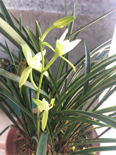 电脑木工等