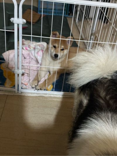 填充定形就行了师傅自己带材料工具
