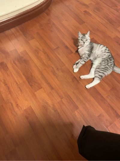 猫柜安装猫柜
