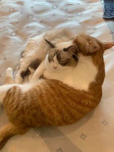 上门喂猫