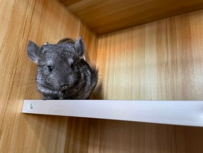 无板式家具安装宠物别墅安装