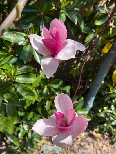 无水暖管道电路