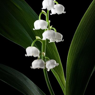 正事多-图像